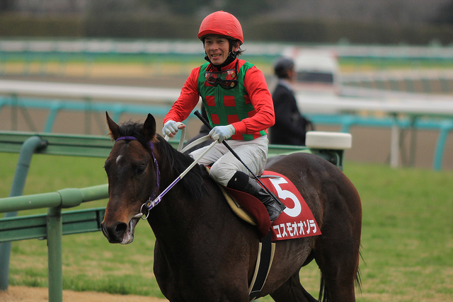 弥生賞馬コスモオオゾラが浅屈腱炎で引退…JRAの美浦で乗馬に