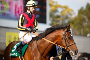 【POG2015-2016】有力馬は?ノーザンファーム早来・横手厩舎編