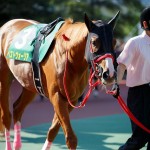 根岸S2018の競馬予想分析…過去の血統と種牡馬、明確な共通点とは?