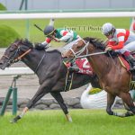 京都金杯2018の予想オッズ・人気と出走予定馬は?競馬の開幕戦を展望