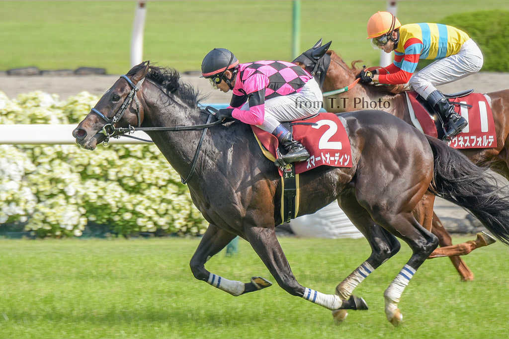 京都新聞杯2017！予想オッズ・出走予定馬と過去の傾向は？