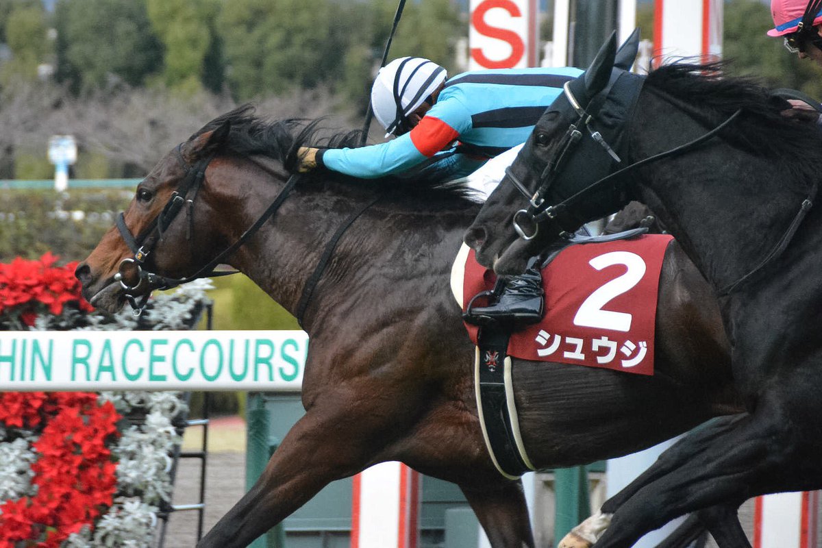 阪神カップ2018の競馬予想分析！3つのデータから導く穴馬候補