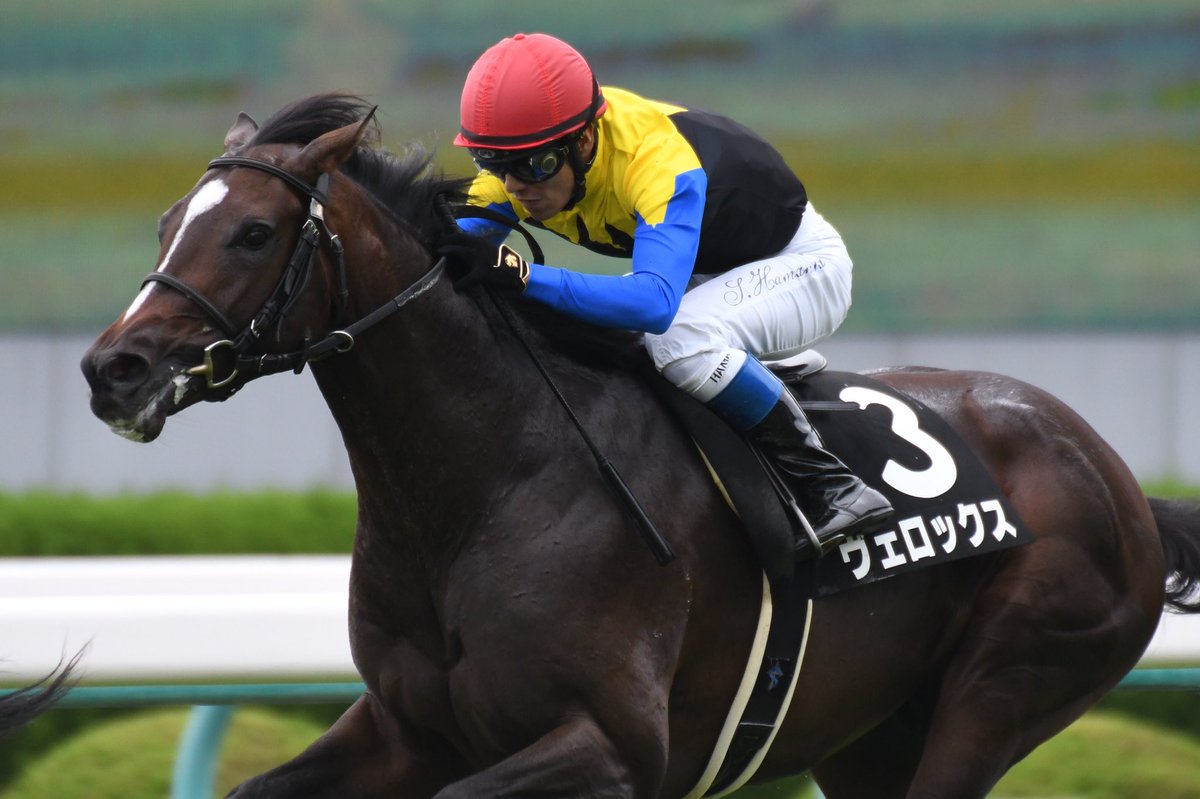 神戸新聞杯2019の競馬予想分析！3つのデータから導く危険な人気馬
